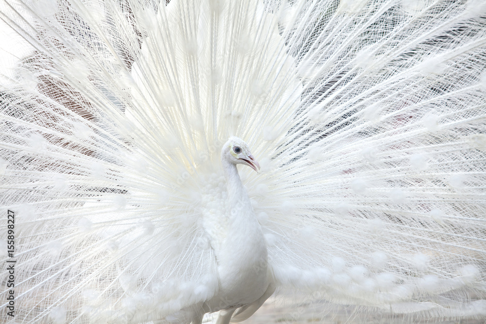 Fototapeta premium biały paw pokazuje ogon (pióro)