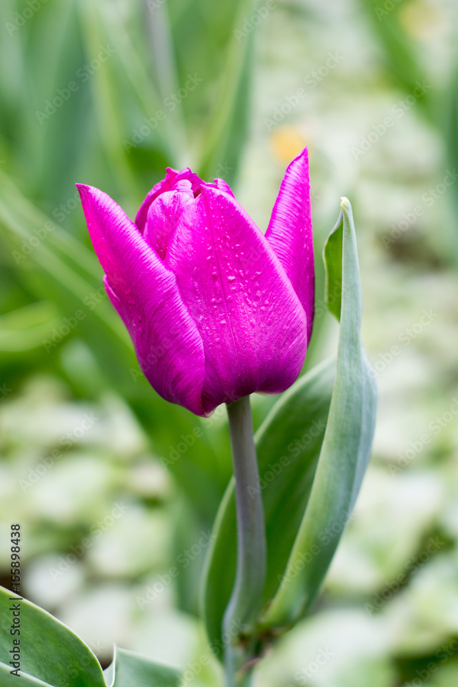 Purple tulip Purple tulip