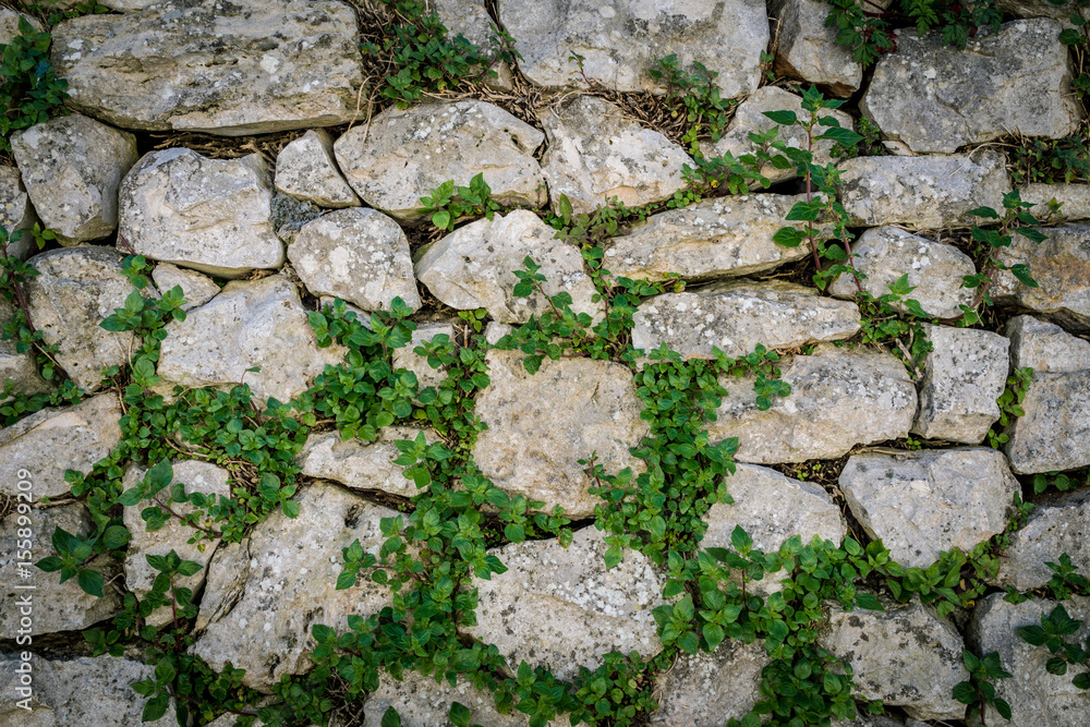Tiled stack stone wall with green creeper plant as background