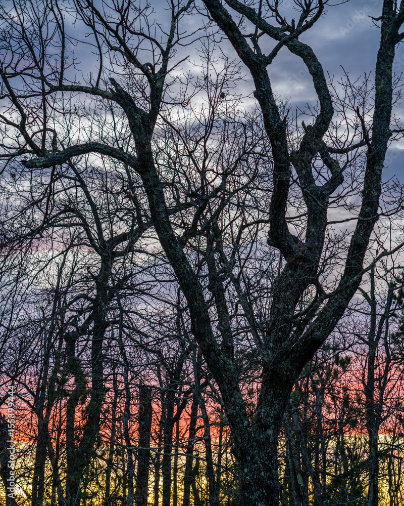 Spidery silhouettes of trees at sunrise Asheville North Carolina Spidery silhouettes of trees at sunrise Asheville North Carolina