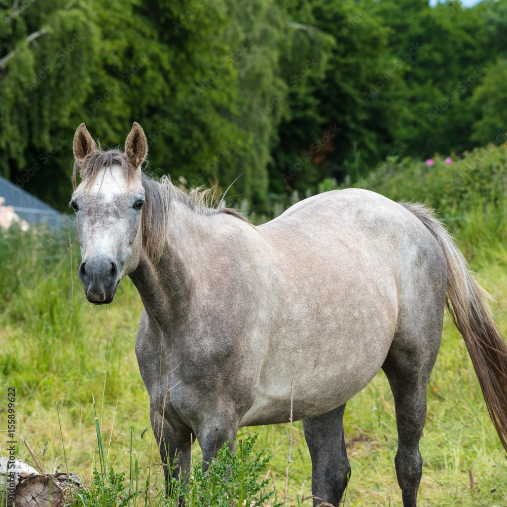 Cheval curieux