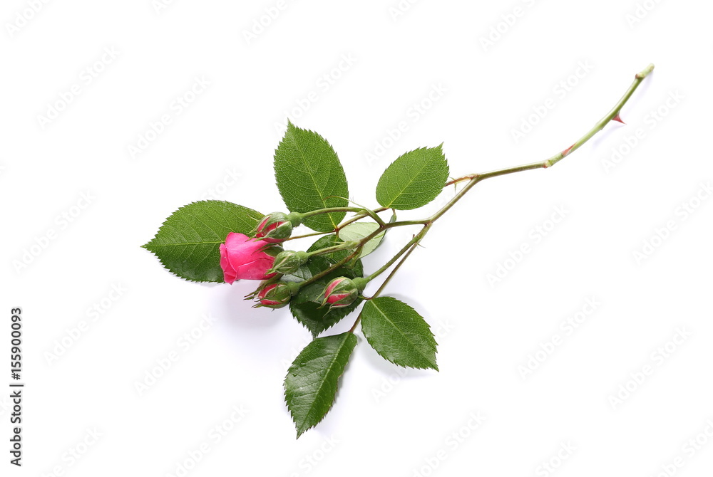 Pink roses with buds isolated on white background Pink roses with buds isolated on white background