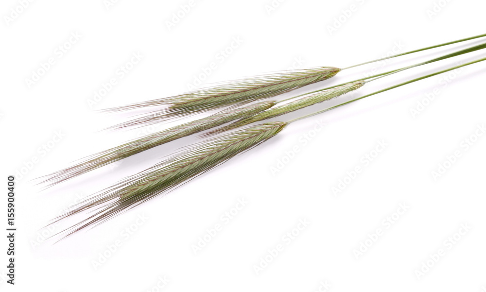 green ears of wheat isolated on white background, clipping path green ears of wheat isolated on white background, clipping path
