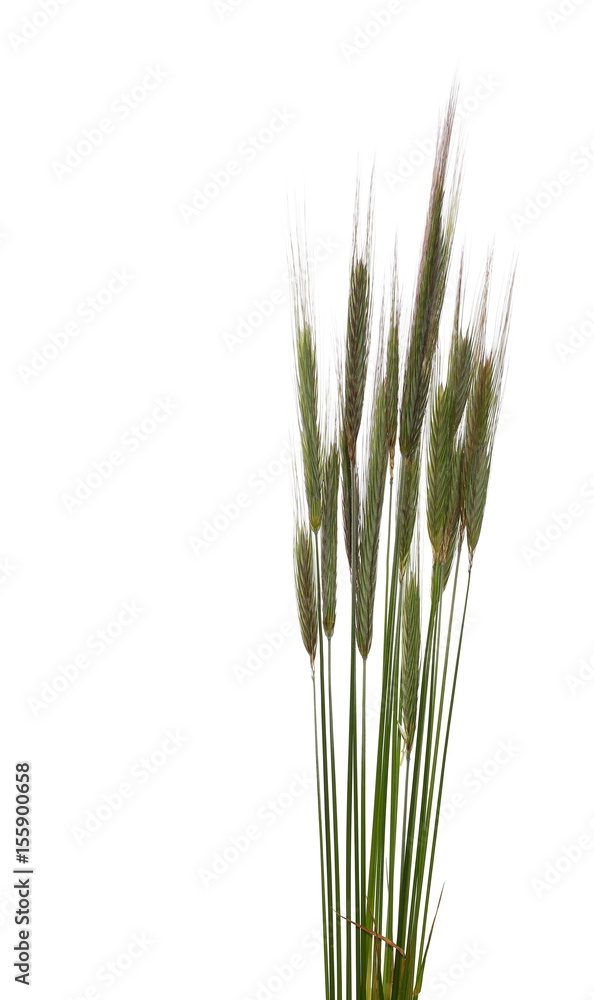 green ears of wheat isolated on white background, clipping path green ears of wheat isolated on white background, clipping path