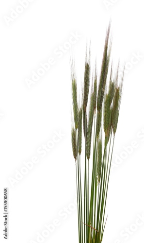 green ears of wheat isolated on white background, clipping path