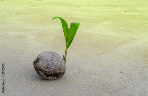 The little coconut palm grow under the sun in summer of holiday on the beach Thailand photo