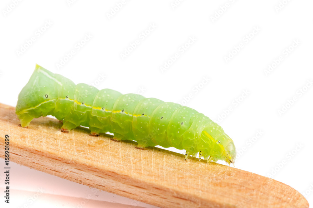 Green caterpillar on stick isolated on white background Green caterpillar on stick isolated on white background
