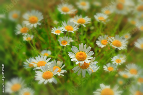 daisies wildflowers