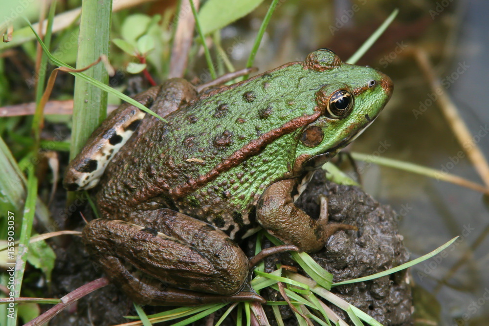 Obraz premium Springfrosch