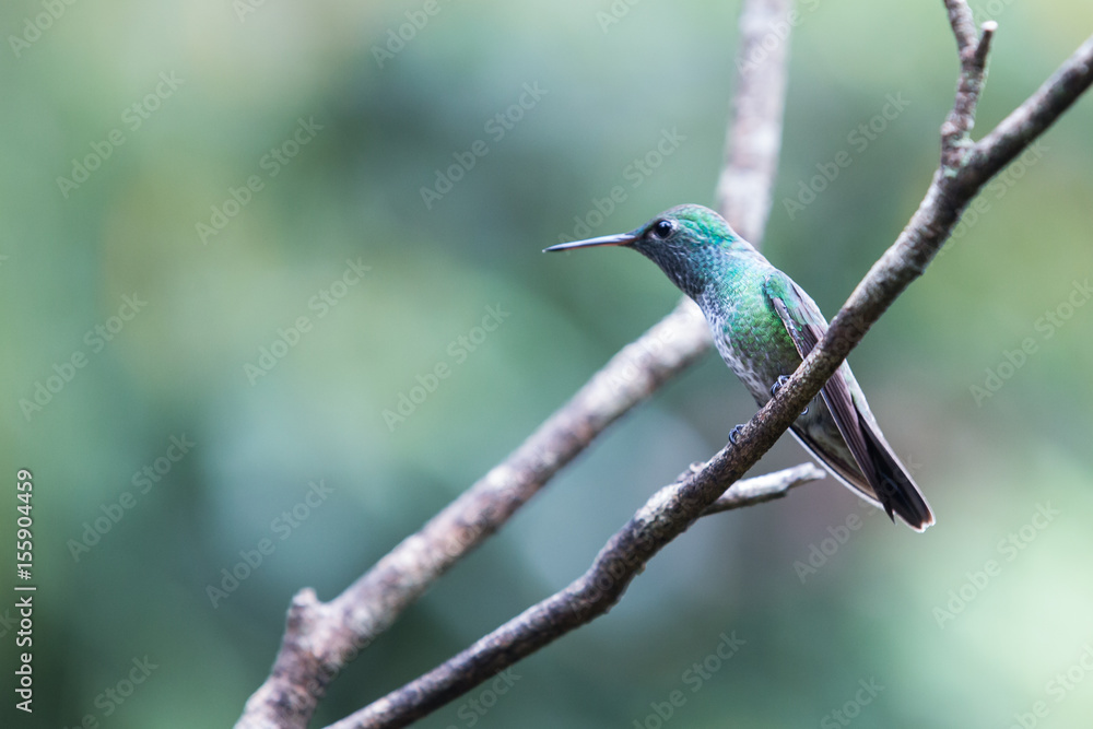 Fototapeta premium hummingbird
