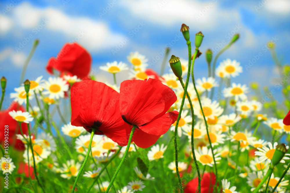 Naklejka premium red poppy and wild flowers