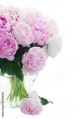 Fresh peony flowers colored in shades of pink in vase close up isolated on white background