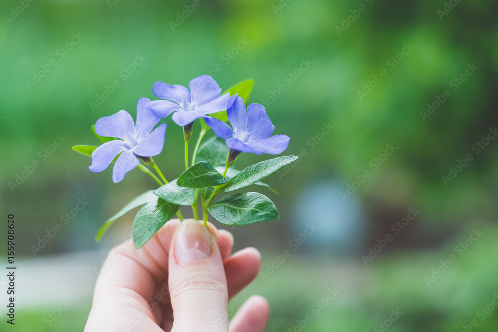 Small bouquet holding the girl's hand.A bouquet of blue flowers.