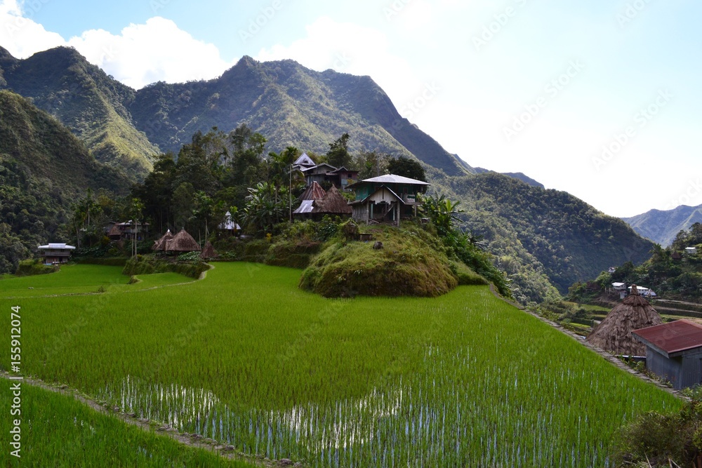 Rice terraces Banaue