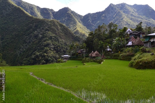 Rice terraces Banaue