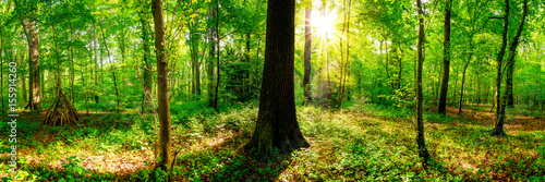 Fototapeta Naklejka Na Ścianę i Meble -  Wald im Frühling, Panorama einer Landschaft mit Bäumen und Sonne