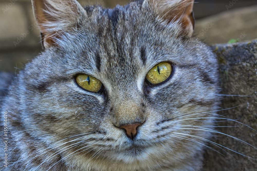 Portrait of a beautiful gray cat outdoors Portrait of a beautiful gray cat outdoors