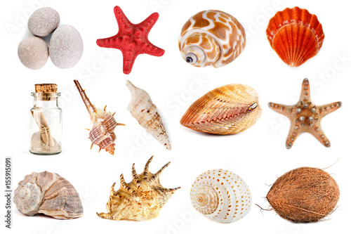 Seashells, starfish, pebbles, and coconut on a white background. Isolated objects.