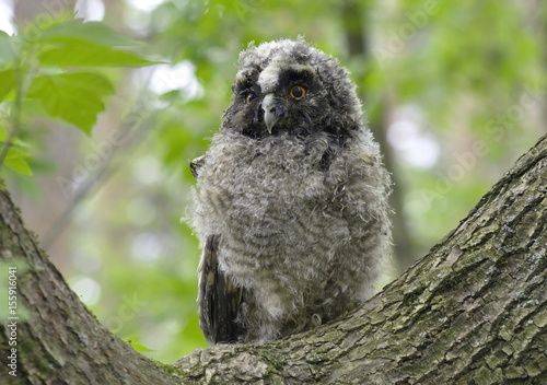 Long-eared owl downy chick. Asio otus. 