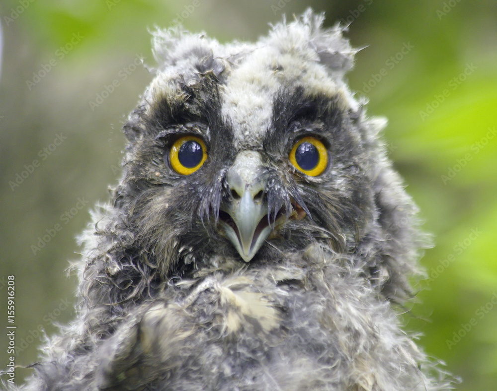 Obraz premium Long-eared owl downy chick. Asio otus. 