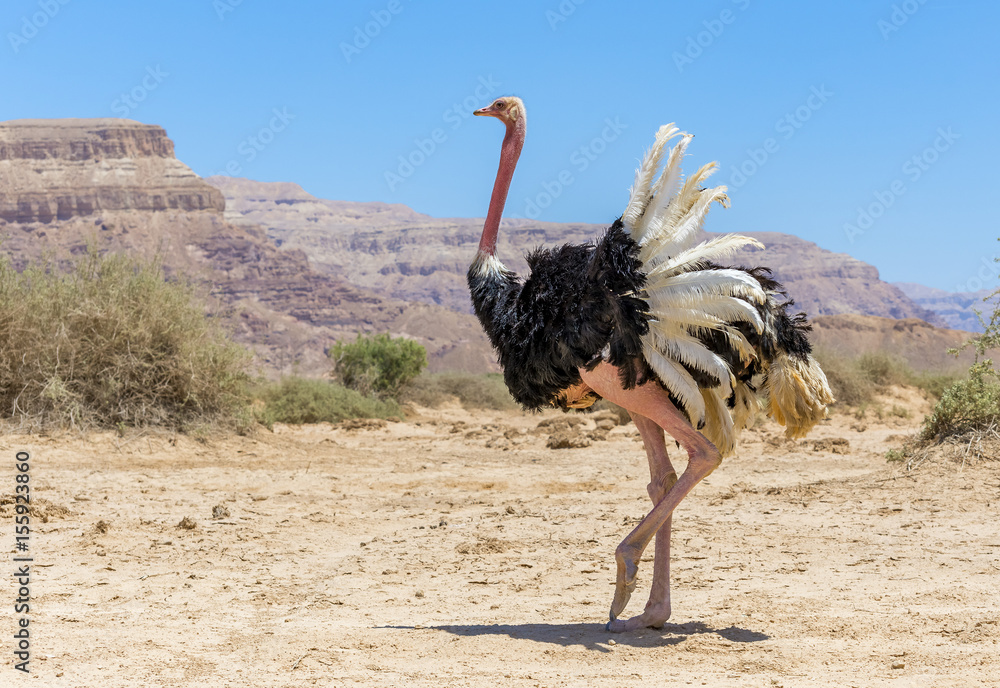 Male of African ostrich (Struthio camelus) in nature reserve near Eilat, Israel - obrazy, fototapety, plakaty 