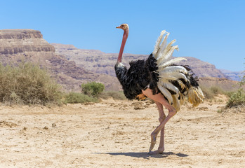 Plexiglas schilderij Struisvogel Mannelijke struisvogel in Israëlisch reservaat  © sergei_fish13