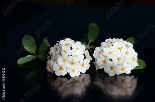Small white flowers isolated on black background © romanklevets