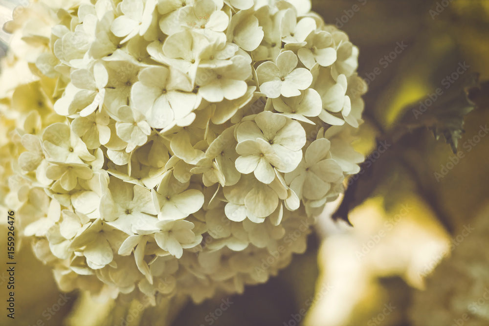 background of a hydrangea inflorescence background of a hydrangea inflorescence