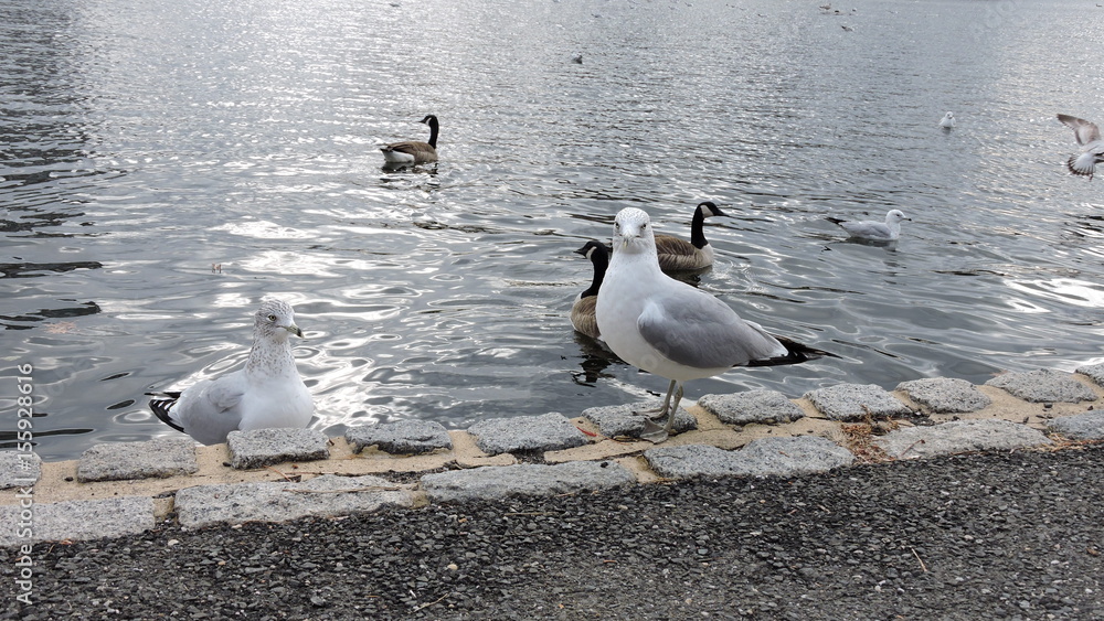 Obraz premium Seagull