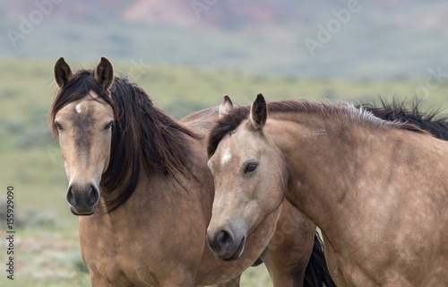 Wild Mustangs © Ronnie Howard