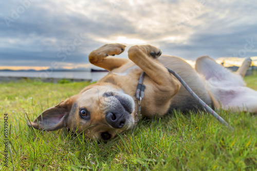 German shepherd mixed breed dog enjoying rolling in green grass under dramatic sky while making eye contact with owner.