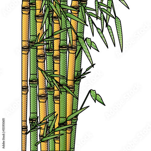 bamboo forest set. spa nature. plant tree with leaves. vector illustration