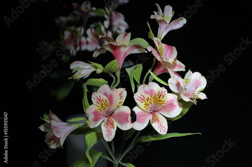 Alstroemeria. Red, yellow and purple flowers. Photographed close-up. On a black background