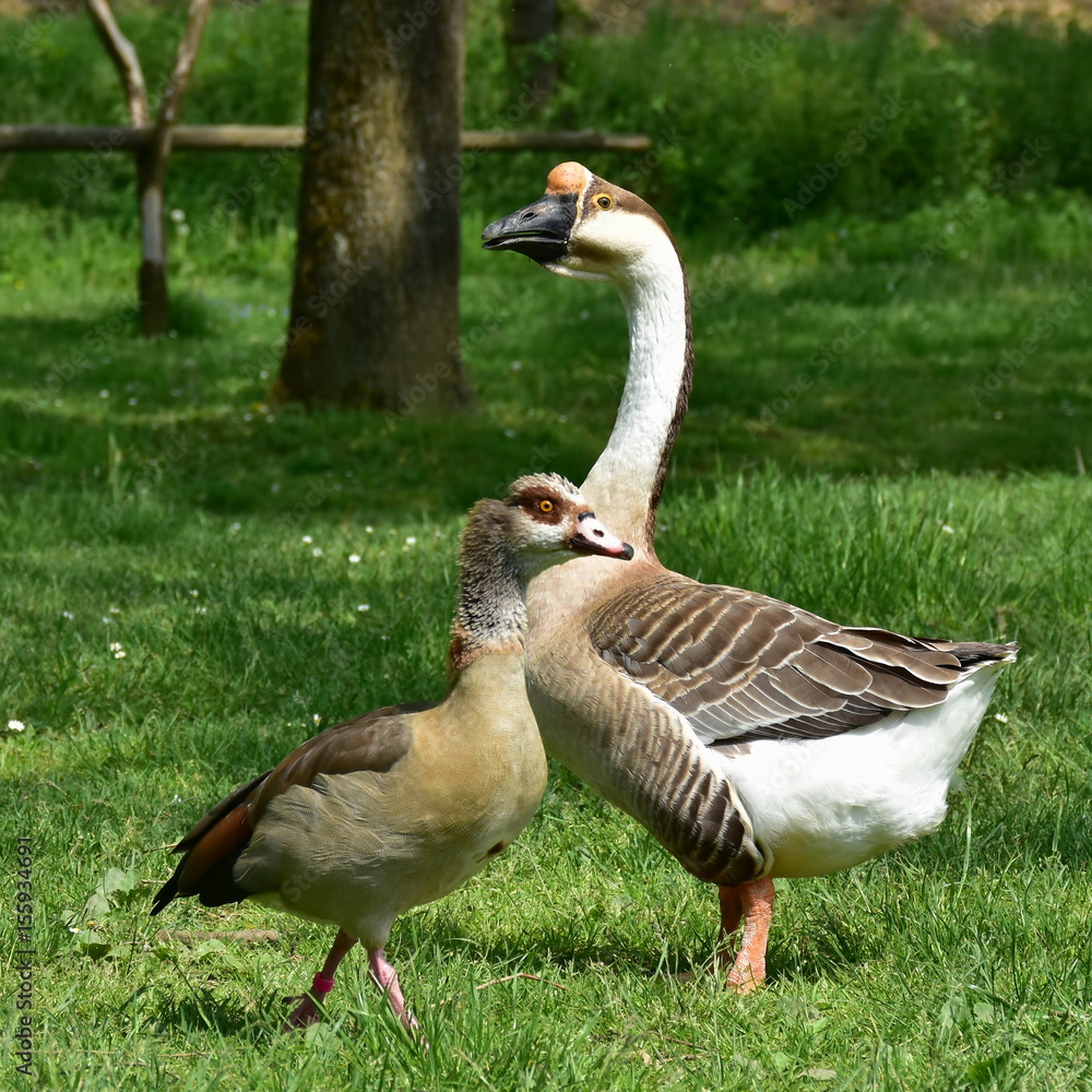 male and female of rare goose anser cygnoides male and female of rare goose anser cygnoides