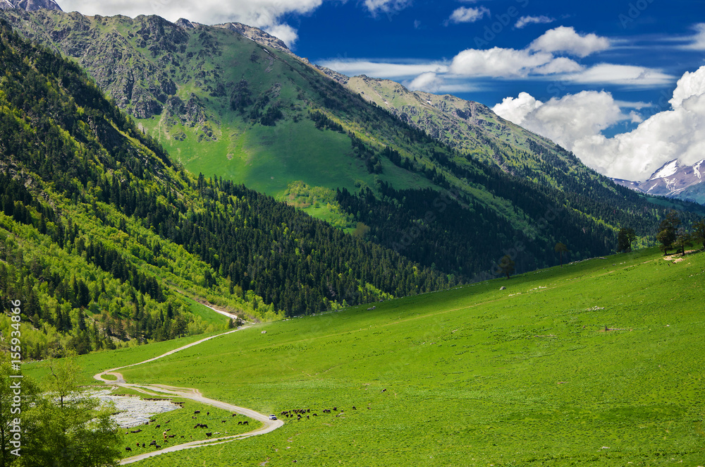 A beautiful view of the alpine meadows, the forest on the slopes of the mountains and the mountain valley through which the dirt road passes.