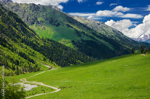 A beautiful view of the alpine meadows, the forest on the slopes of the mountains and the mountain valley through which the dirt road passes.