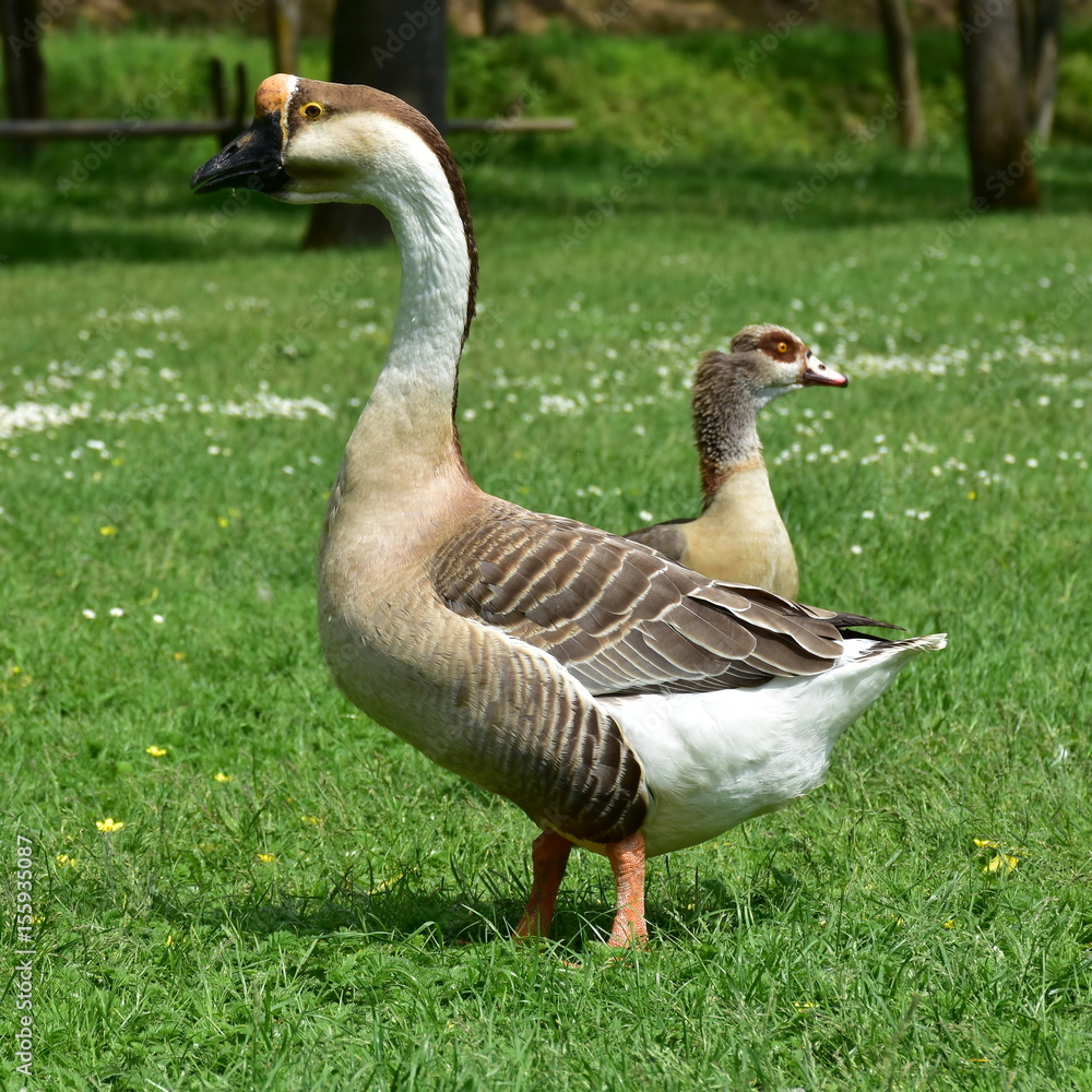 male and female of rare goose anser cygnoides male and female of rare goose anser cygnoides