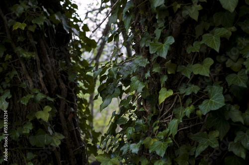 The Light behindthe Trees