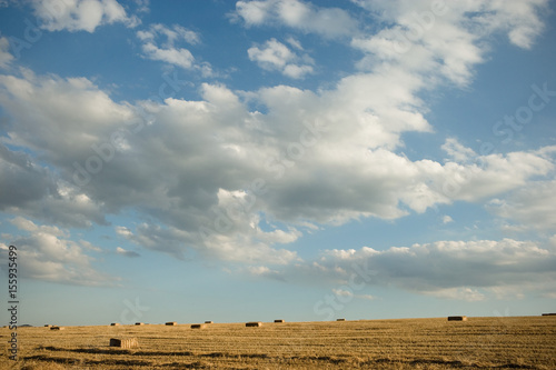 Harvested bales of wheat in a field. photo