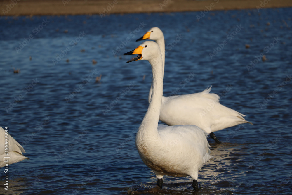 Fototapeta premium 白鳥