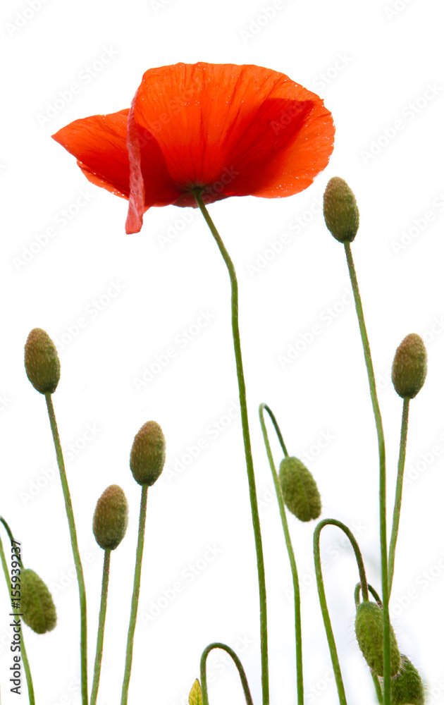 Fototapeta premium Poppy flowers isolated on white background