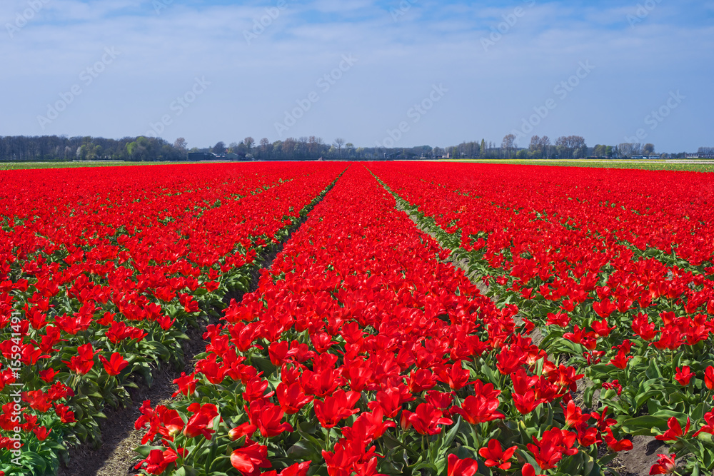Tulip fields near Keukenhof, Netherlands, Europe