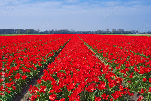 Tulip fields near Keukenhof  Netherlands  Europe