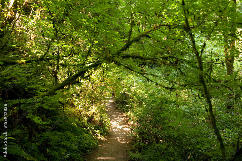 Fototapeta premium Forest scene