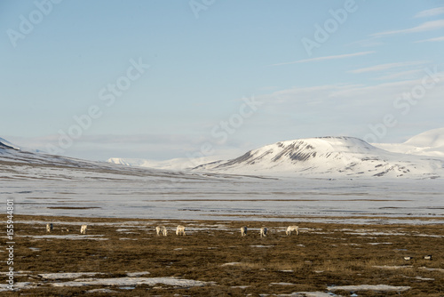 Renne du Spitzberg, Renne de Svalbard, Rangifer tarandus platyrhynchus, Spitzberg, Svalbard, Norvège photo