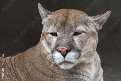 Puma (mountain lion, Cougar) is the fourth largest cat in the world, larger than only the tiger, lion and Jaguar.