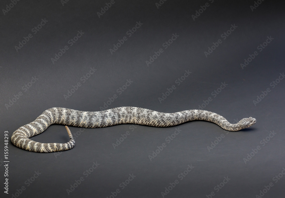 Speckled (Light Phase) Rattlesnake Speckled (Light Phase) Rattlesnake