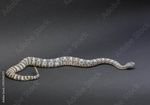 Wallpaper Mural Speckled (Light Phase) Rattlesnake  Torontodigital.ca