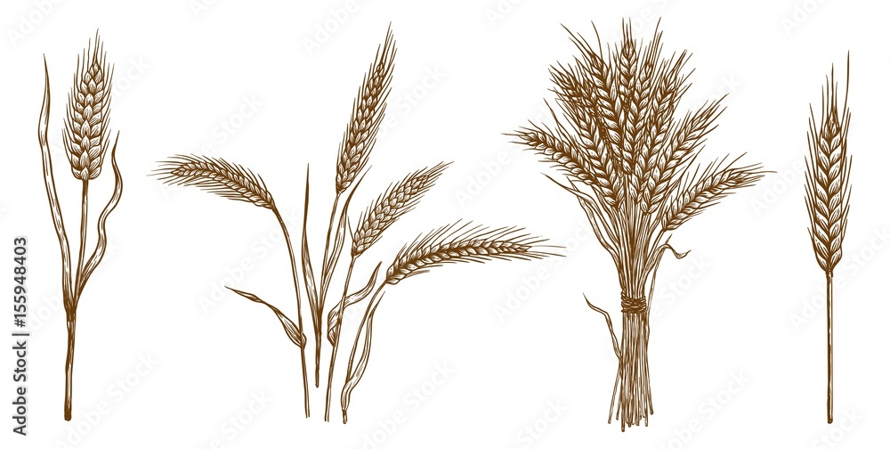 ears of wheat. set of vector sketches - obrazy, fototapety, plakaty 