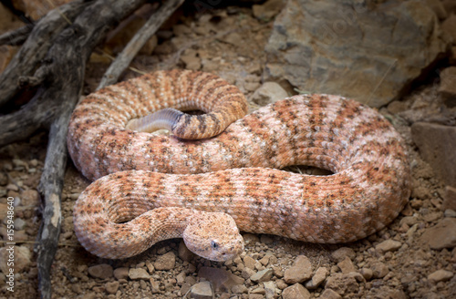 Speckled Rattlesnake on Ground
